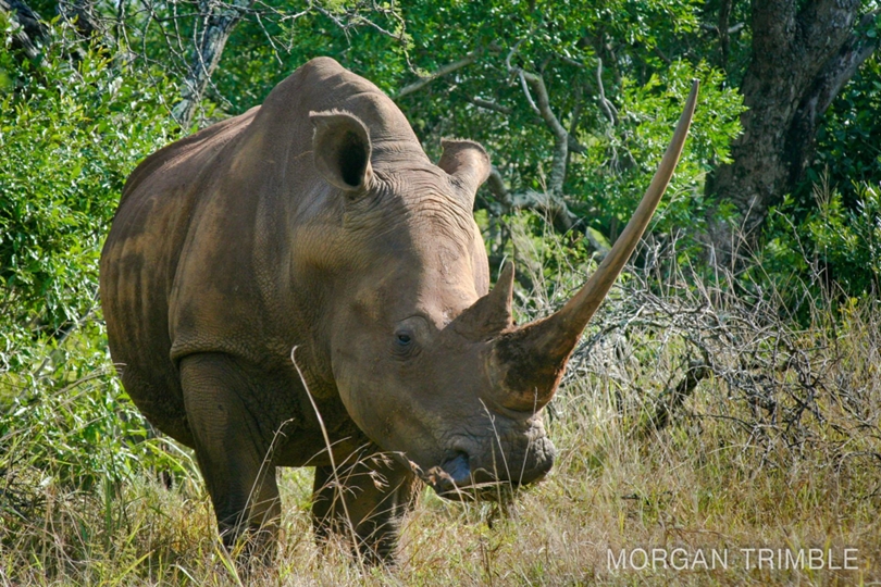 White rhino in Hluhluwe 