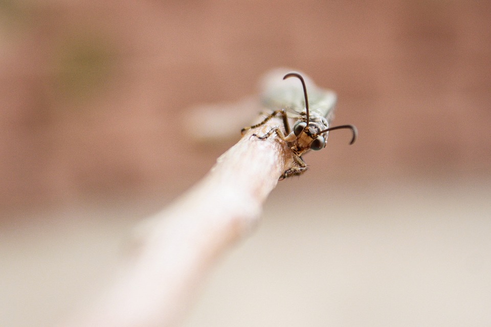 Antilon or Ant lion, one of Africa's little five animals