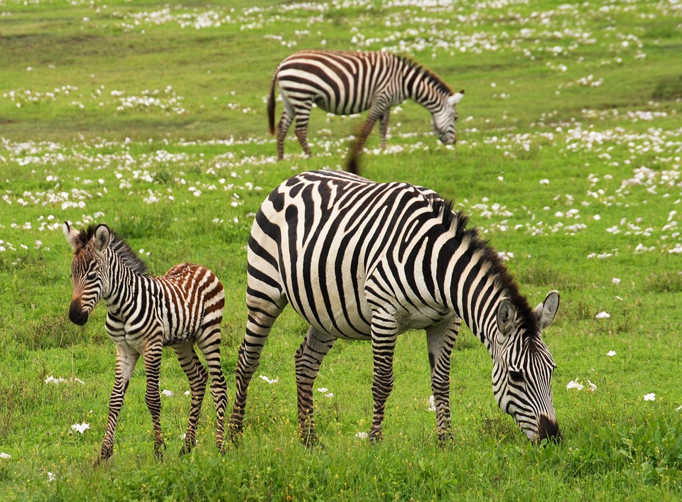 Zebra and baby