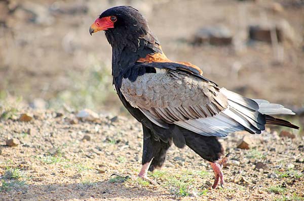 Bateleur eagle