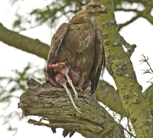 Bird of prey with kill in QENP Uganda