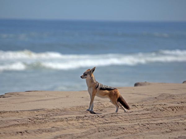 Black-backed jackal in Namibia