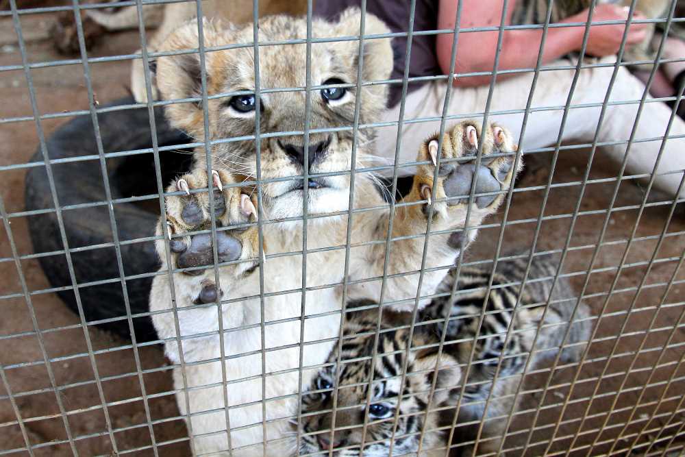 Captive lion cub