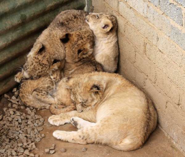 Captive lion cubs