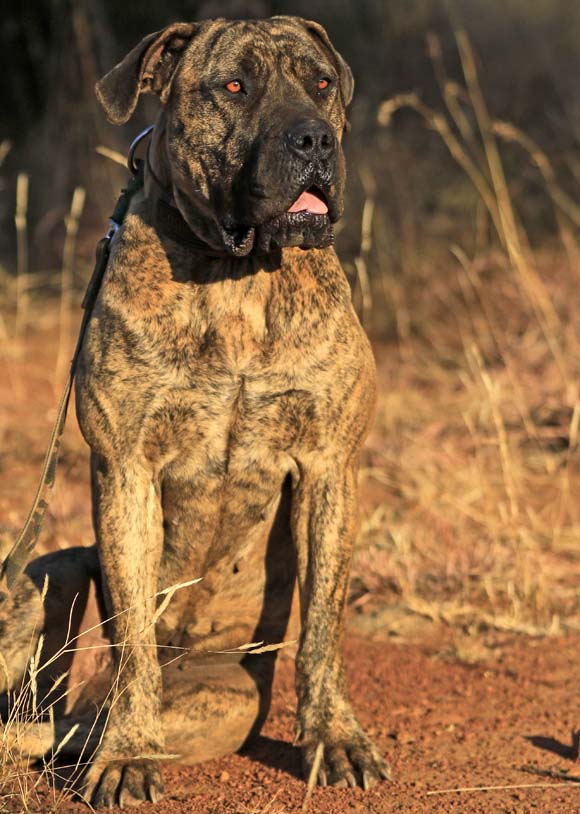 Boerboel for Captured in Africa Foundation