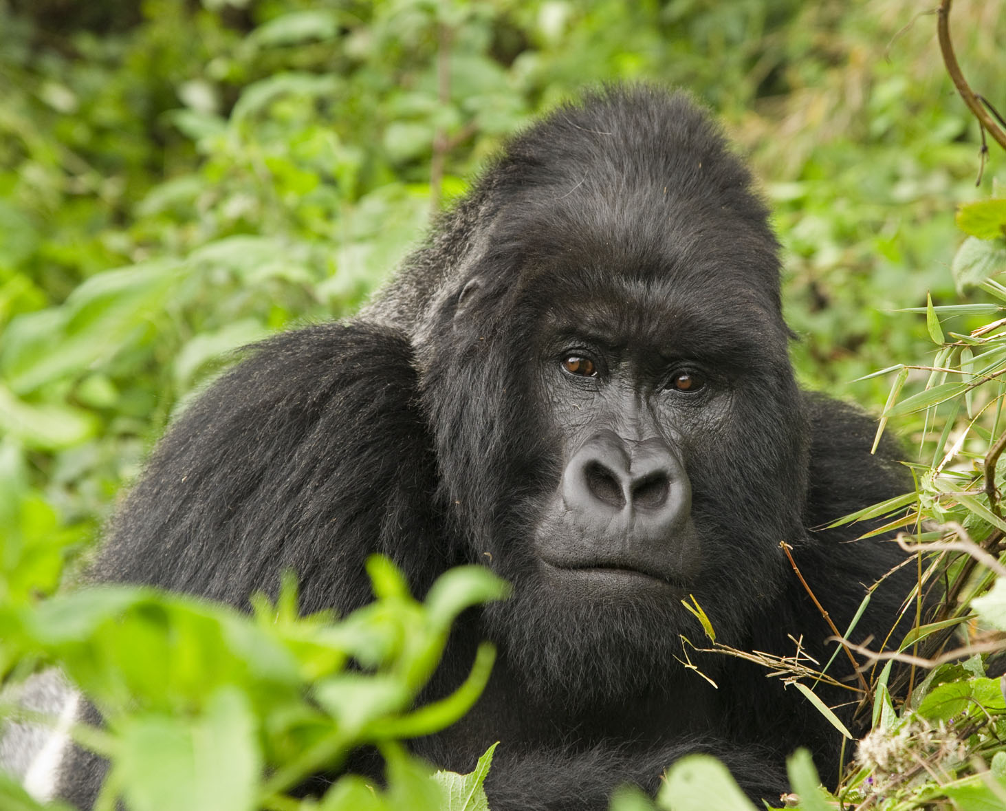Handsome male mountain gorilla Rwanda