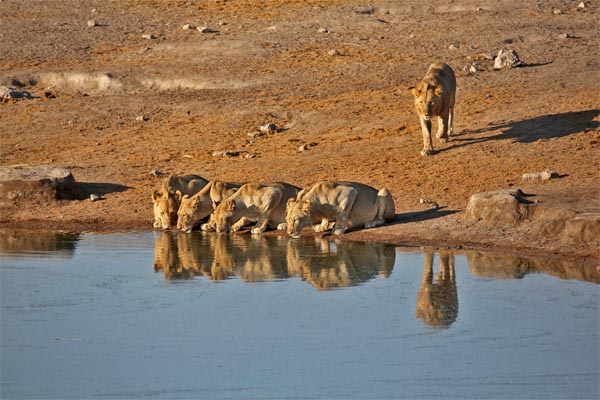 Lions drinking in eastern Etosha