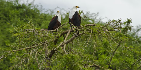 Eagles on Kazinga Channel