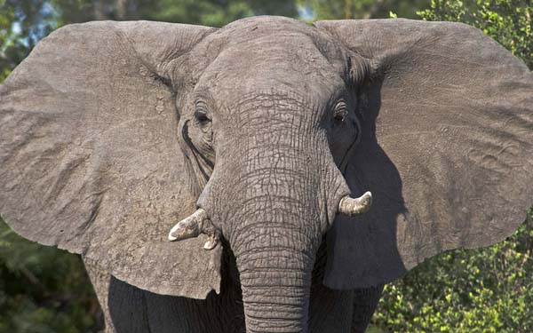 Elephant in Botswana JGoetz