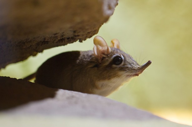 Elephant shrew, one of Africa's little five animals