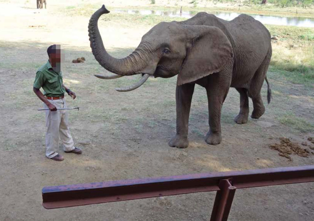 Elephant with a bullhook