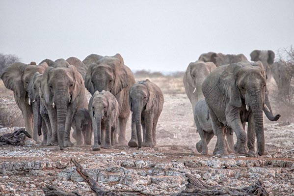 Elephants at Okaukuejo watering hole