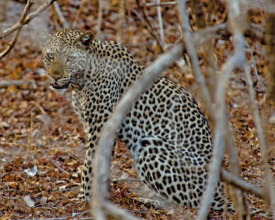 Shy female leopard in South Luangwa JGoetz
