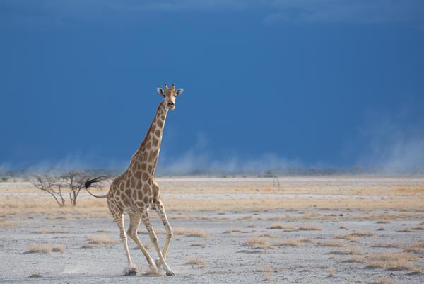 Giraffe in Etosha