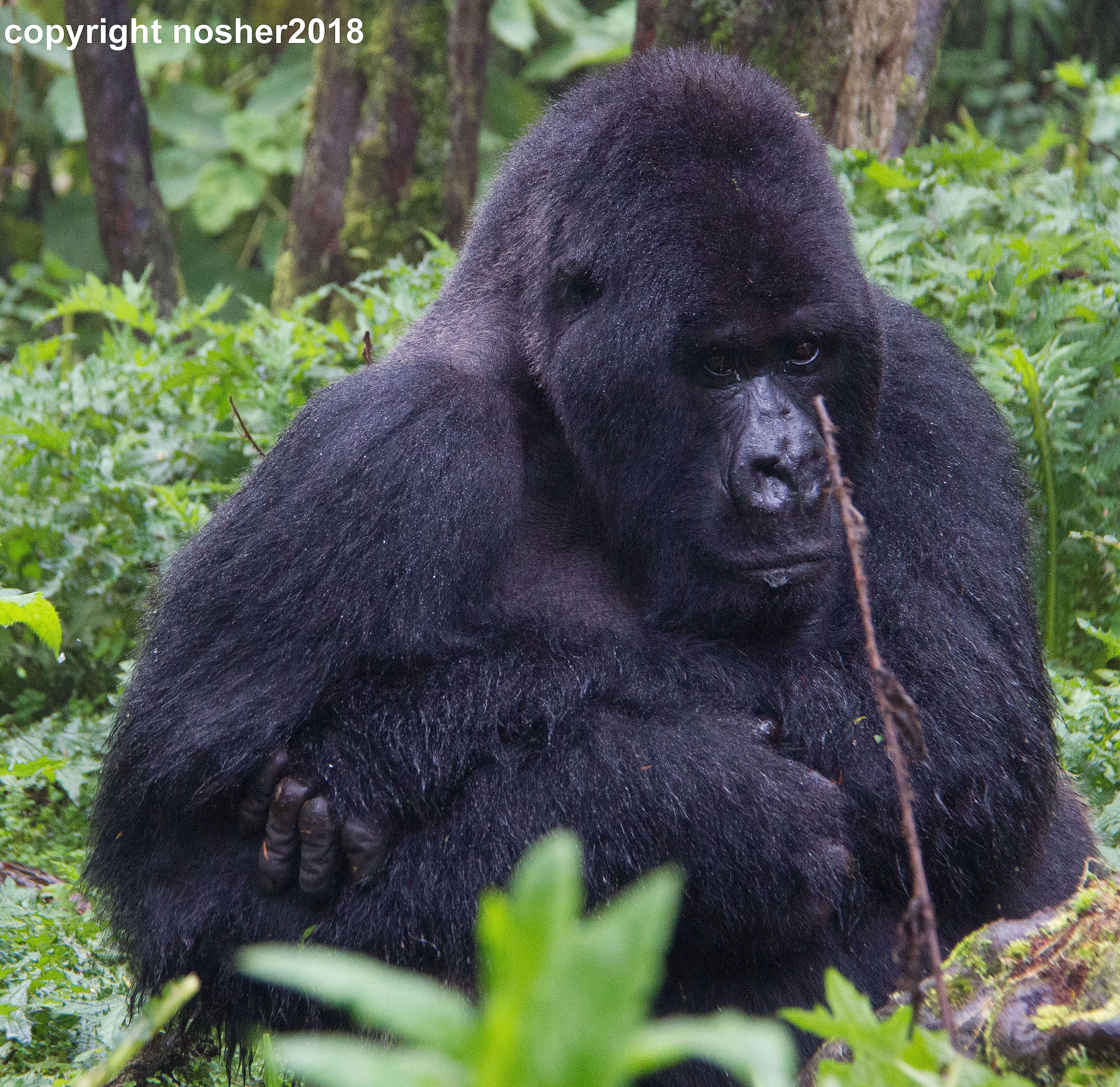 Guhonda the oldest silverback in Rwanda