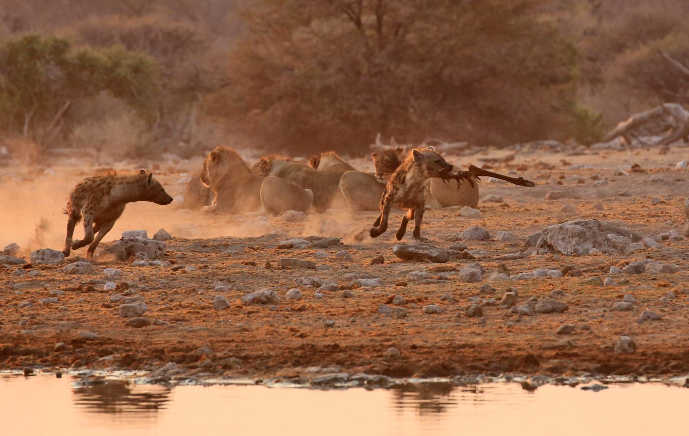 Lions vs hyenas in Etosha