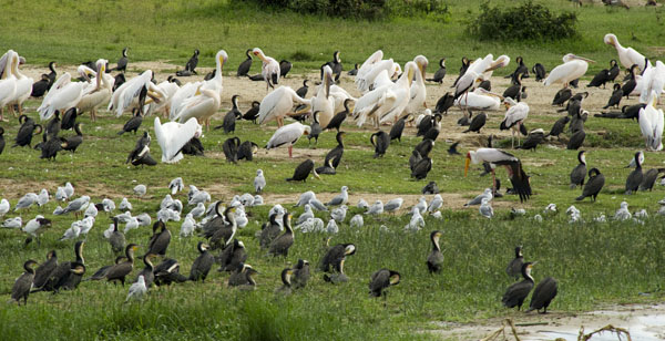 Kazinga Channel Uganda