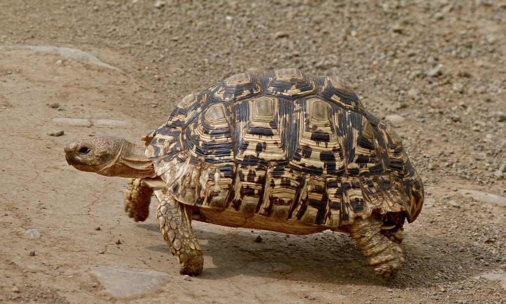 Leopard tortoise, one of Africa's little five animals