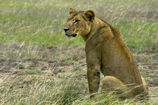 Lioness in QENP, Uganda