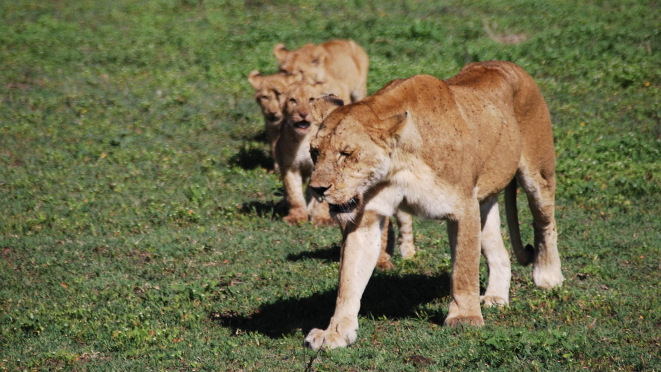Lioness with cubs in Serengeti Tanzania