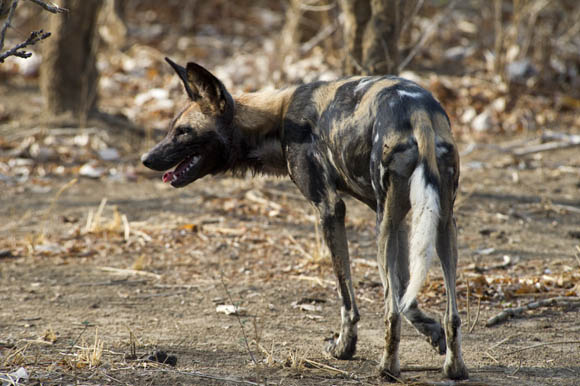 Wild dog in Zambia