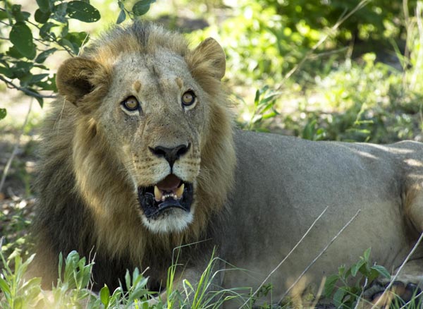 Gorgeous male lions Kalahari Botswana JGoetz