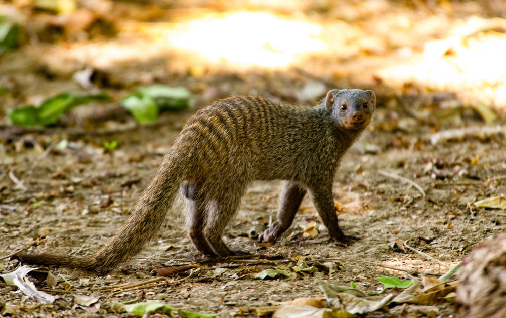 Banded mongoose, South Luangwa, Zambia