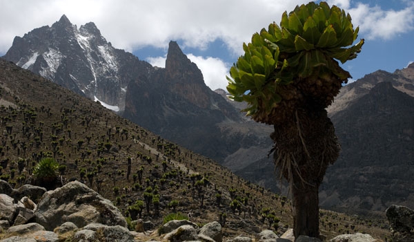 Giant Groundsel with Mt. Kenya in the background