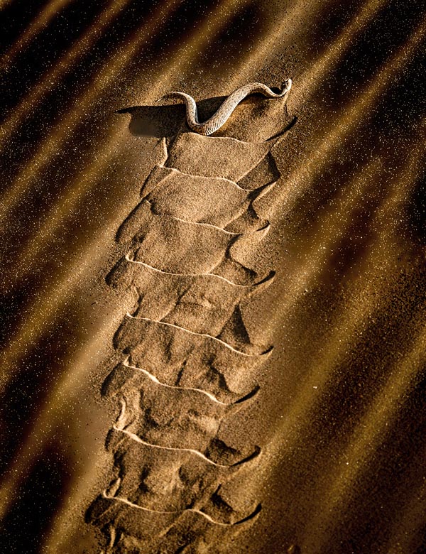 Peringuays adder, Namibia