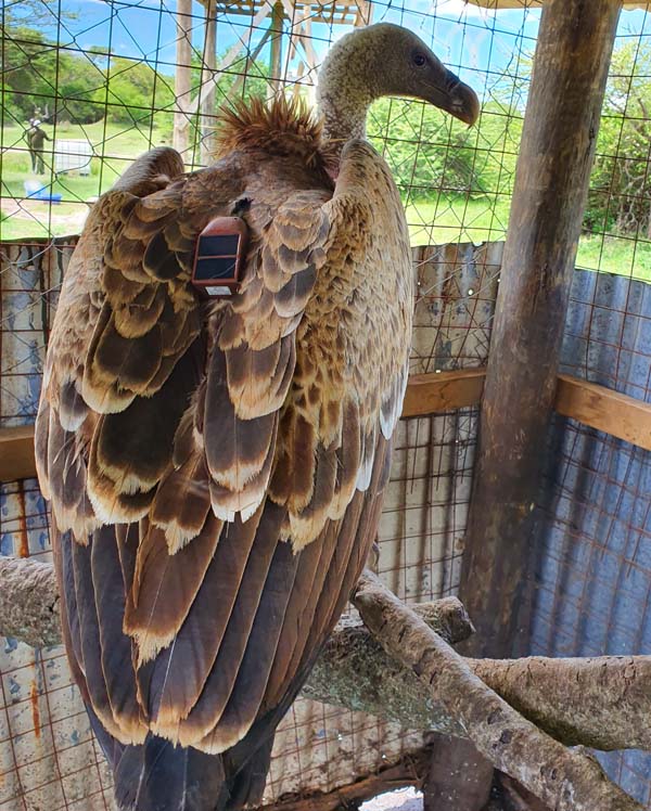 Raptor rehabilitation center