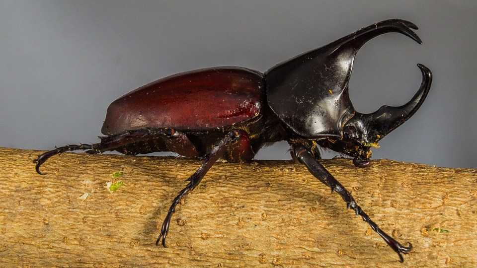 Rhino beetle, one of Africa's little five animals
