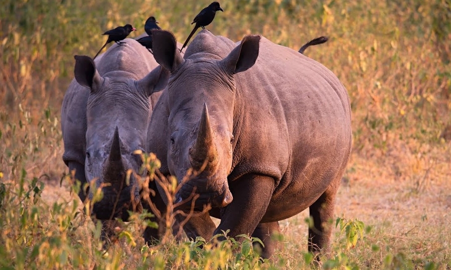 Rhinos in Ziwa Rhino Sanctuary, Uganda