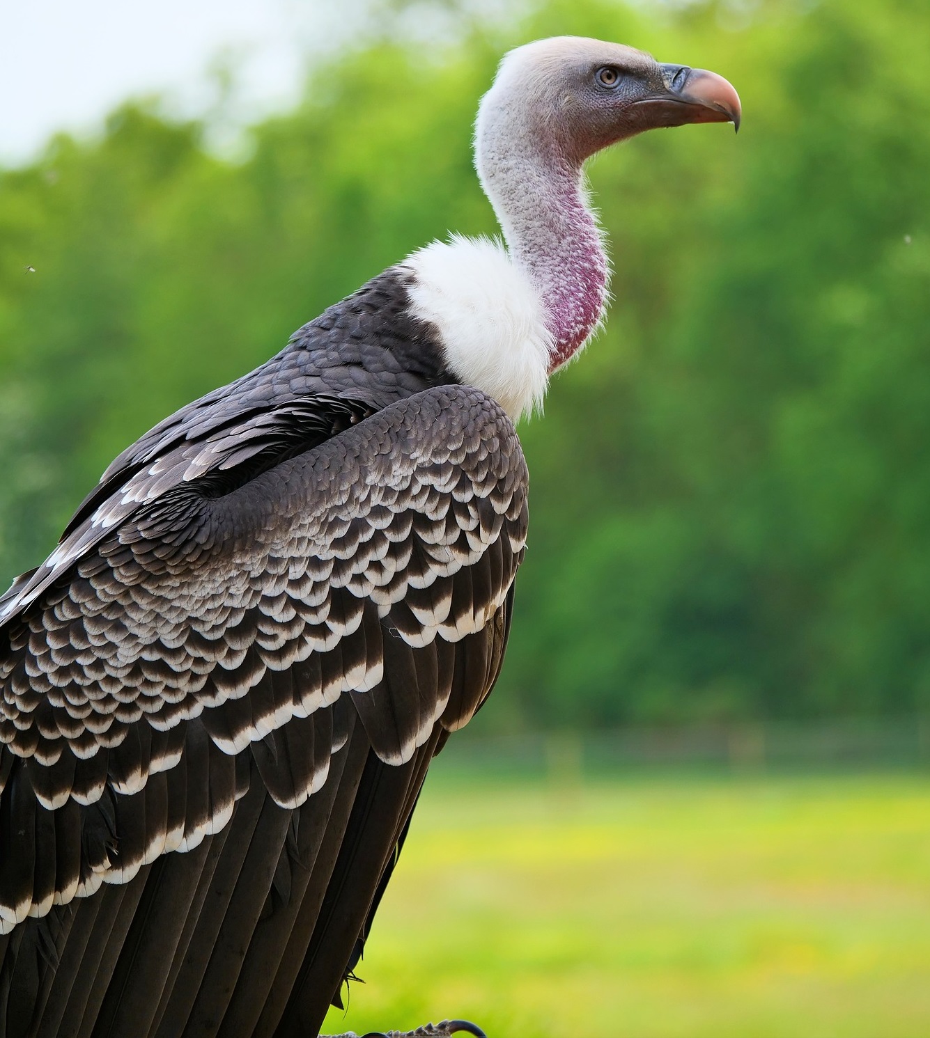 Ruppells vulture