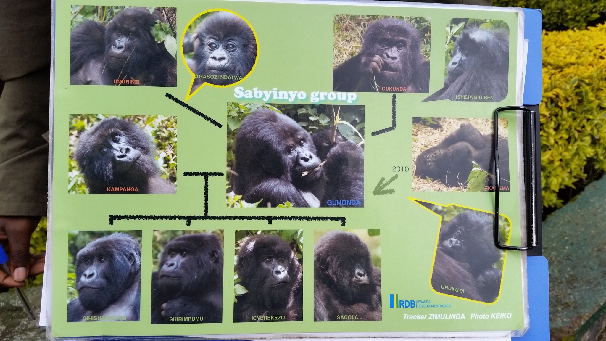 Sabyinyo Group gorillas