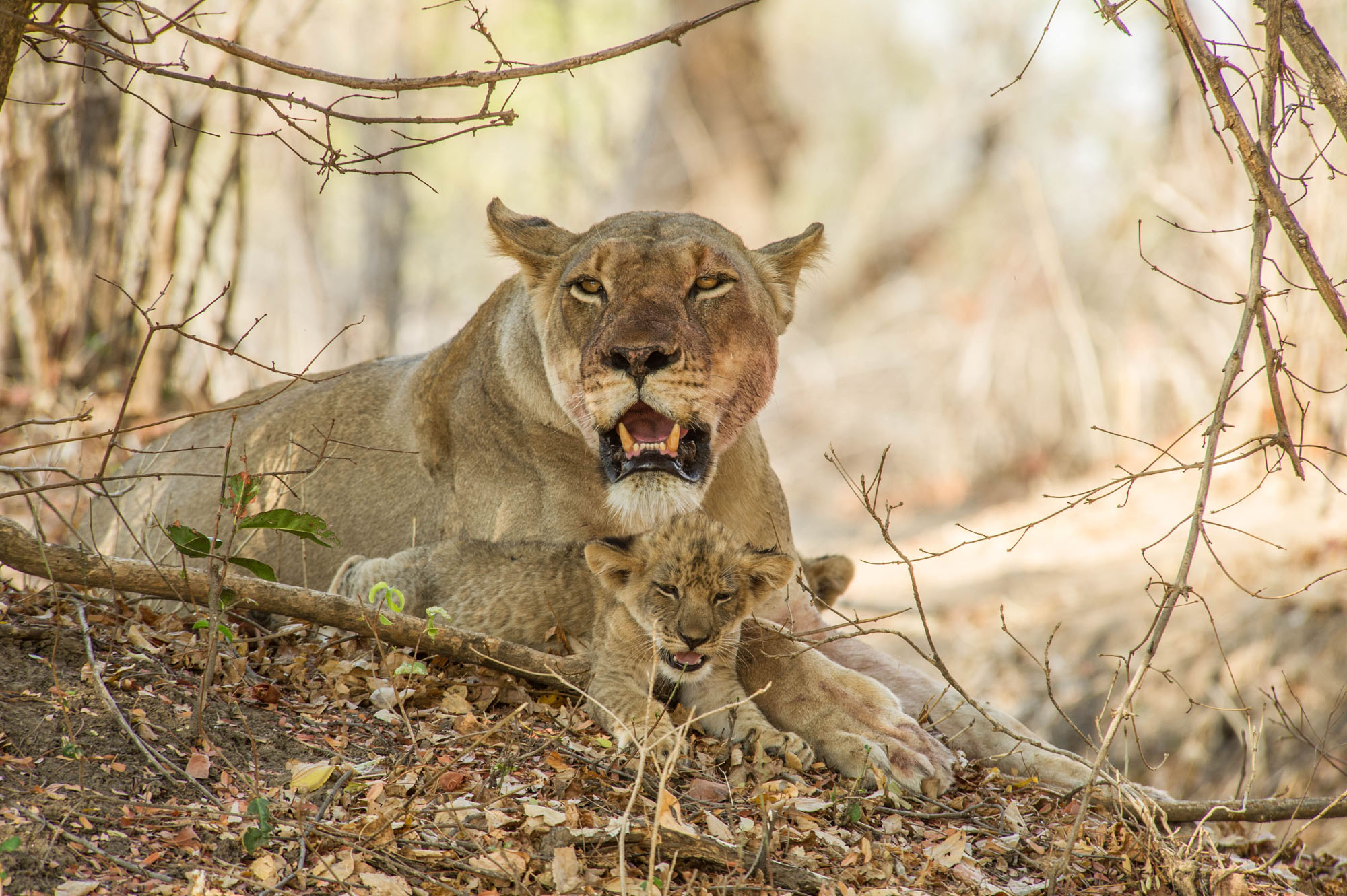 Lioness with small cubs at sunrise