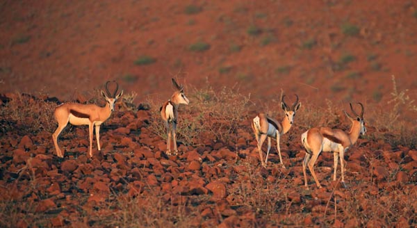 Springbok 