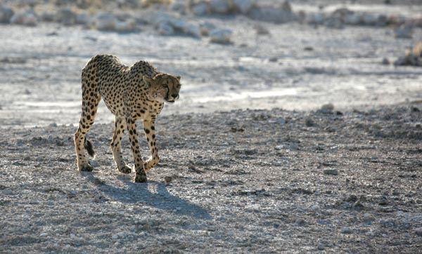 Stalking cheetah western Etosha