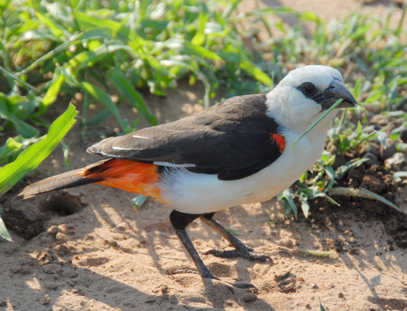 Buffalo weaver, one of Africa's little five