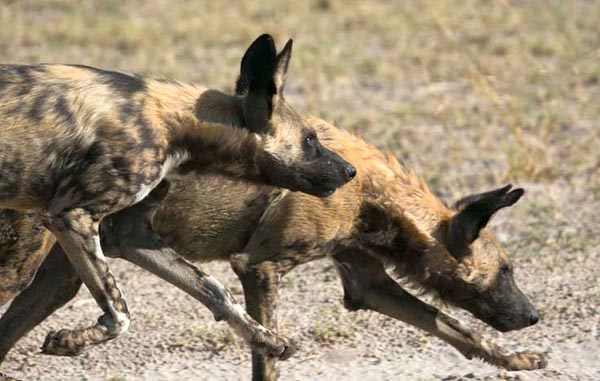 Wild dogs Caprivi strip, Namibia