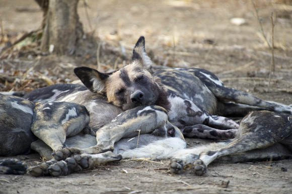 Wild dogs of South Luangwa