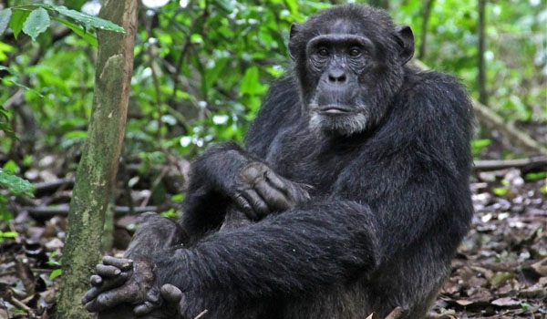 Chimpanzee in Kibale, Uganda